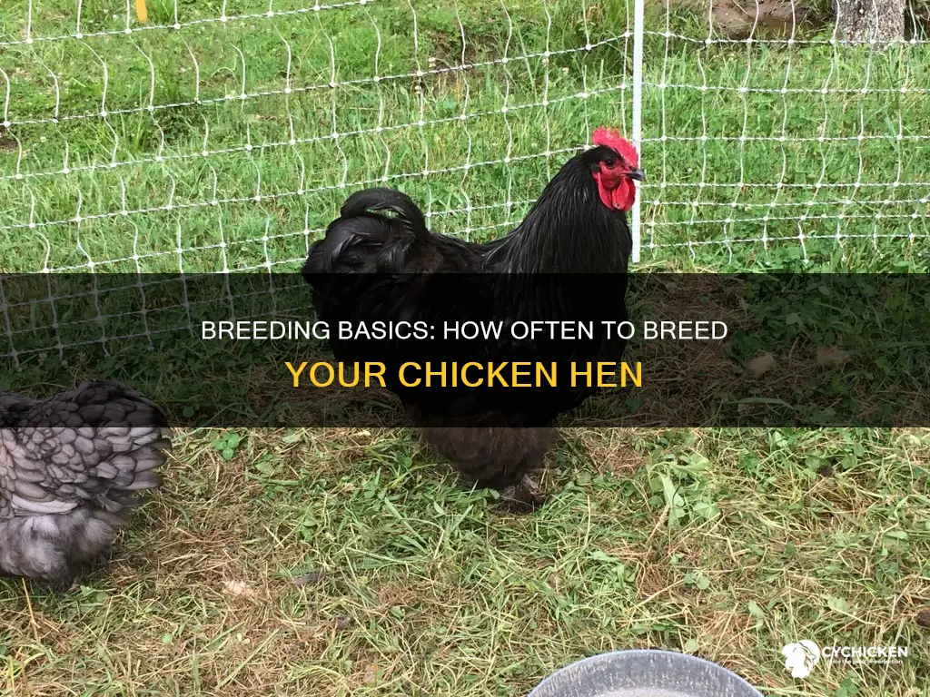how often does a chicken hen need to be bred