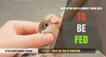 Feeding Lorikeet Chicks: How Often is Necessary?