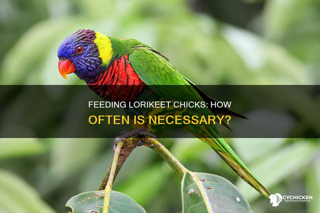how often does a lorikeet chick need to be fed