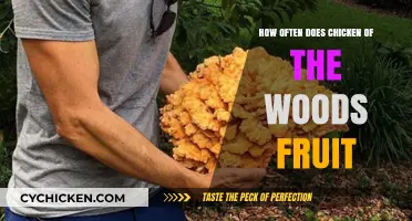Chicken of the Woods: A Seasonal Fruiting Wonder