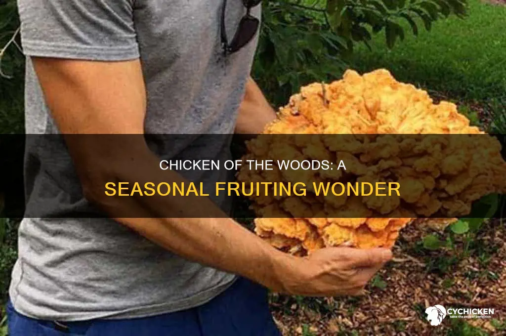 how often does chicken of the woods fruit