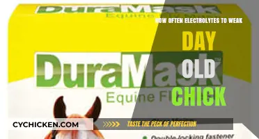 Electrolytes for Chicks: How Often and Why?