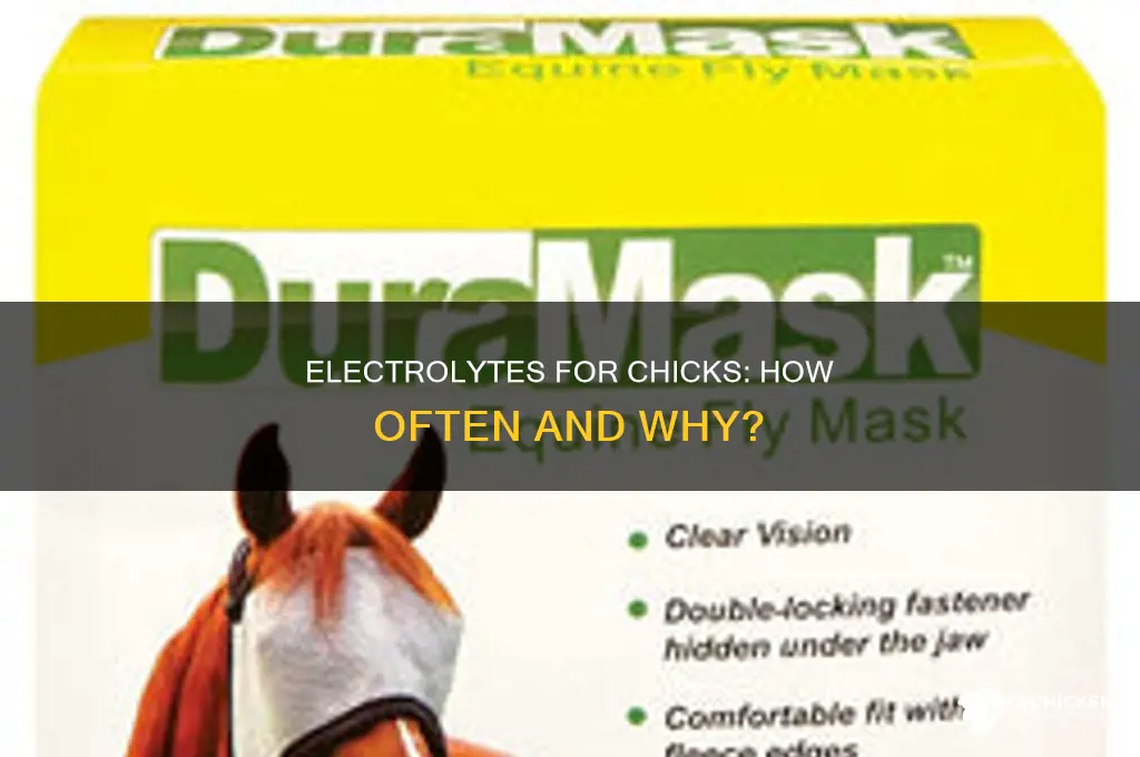 how often electrolytes to weak day old chick