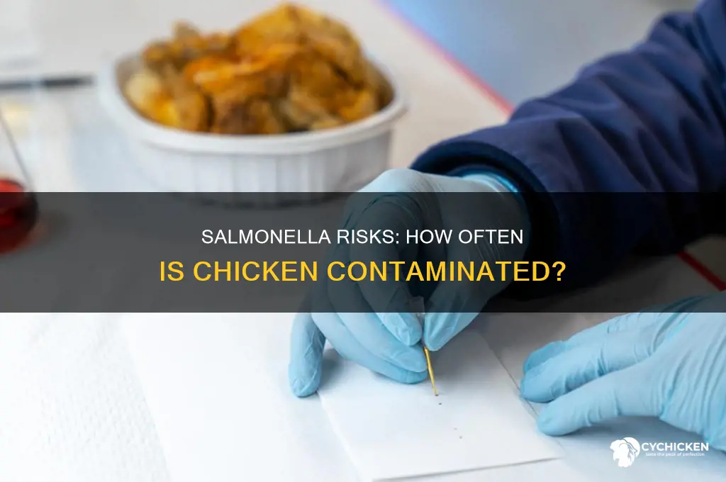 how often is chicken contaminated with salmonella