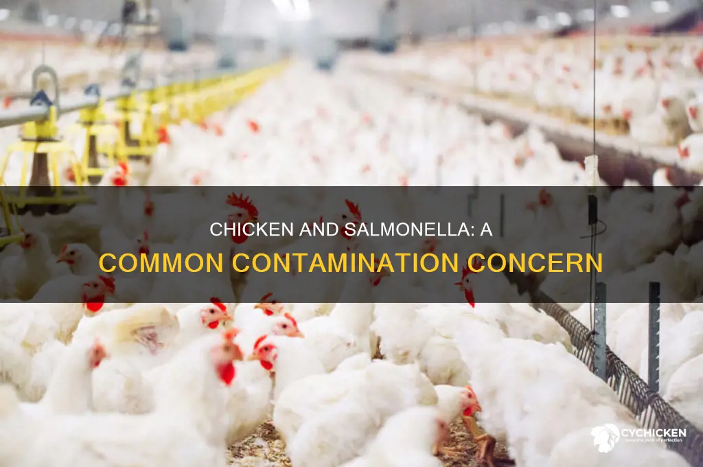 how often is chicken meat contaminated with salmonella