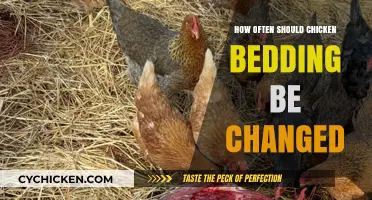 Maintaining Clean Chicken Coops: Optimal Bedding Change Frequency Guide