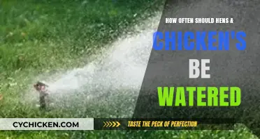 Watering Hens and Chickens: How Often?