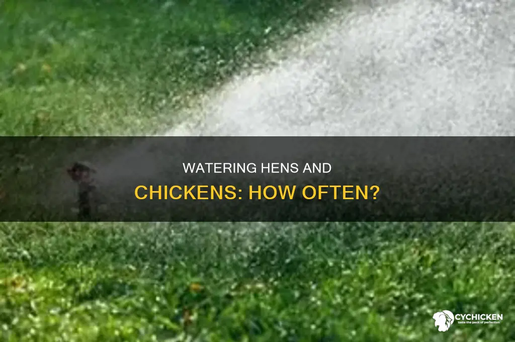 how often should hens & chicken