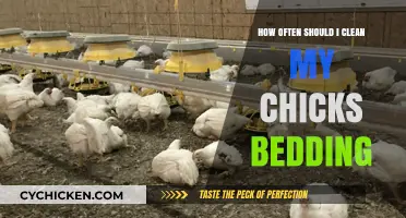 Keep Your Chick's Bedding Clean: How Frequently?