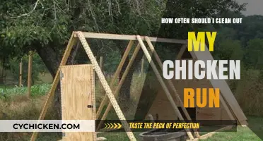 Keeping Your Chicken Run Clean: How Often?
