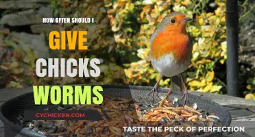Feeding Chicks Worms: Optimal Frequency for Healthy Growth and Development