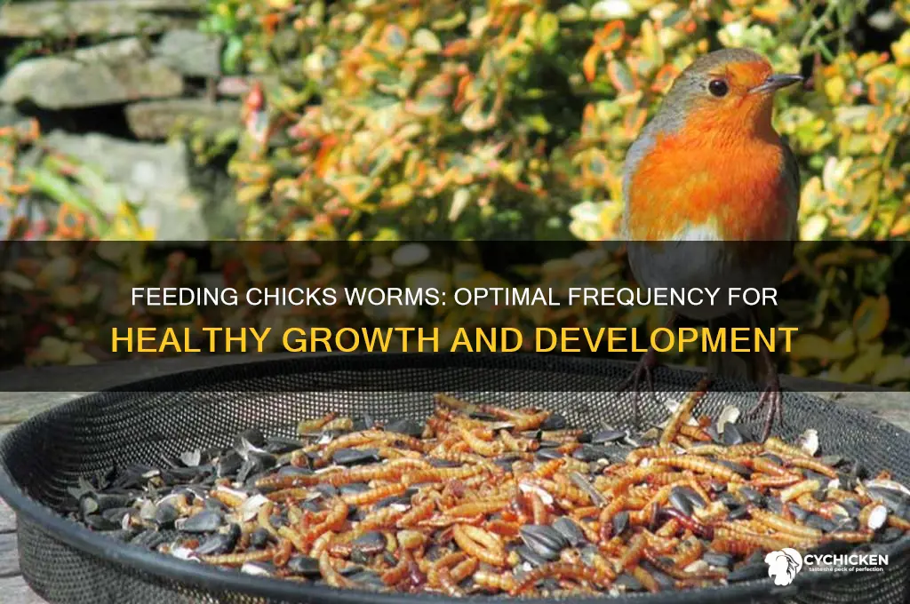 how often should i give chicks worms