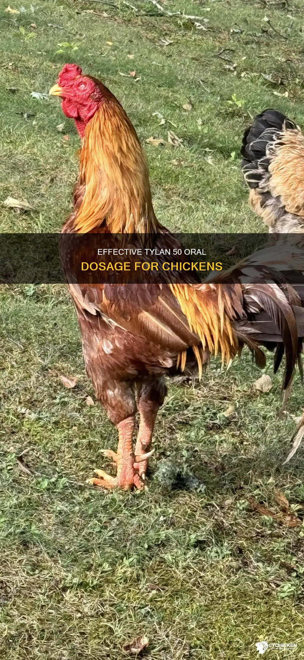 how often should i give my chicken tylan 50 orally