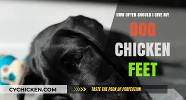 Chicken Feet for Dogs: How Much Is Too Much?