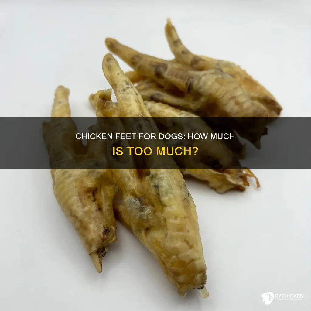 how often should i give my dog chicken feet