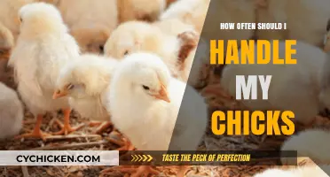 Handling Baby Chicks: Finding the Right Balance for Healthy Growth