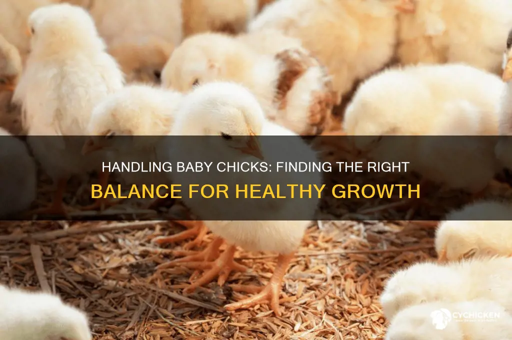 how often should i handle my chicks