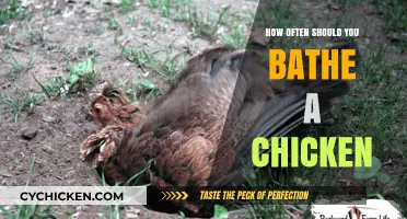 Keeping Your Chickens Clean: Optimal Bathing Frequency Guide