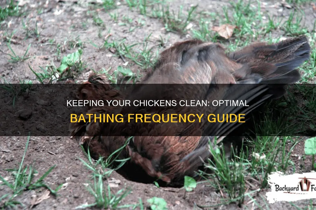 how often should you bathe a chicken
