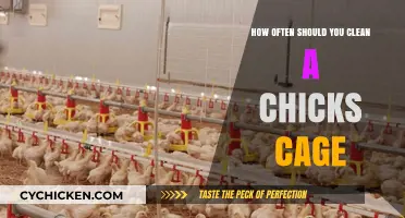 Clean Cage, Healthy Chick: How Often to Sanitize?