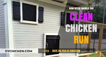 Maintaining a Healthy Chicken Run: Optimal Cleaning Frequency Tips