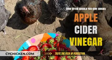 Apple Cider Vinegar for Chicks: How Frequently?