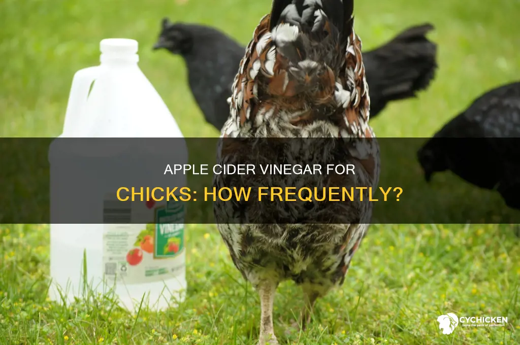 how often should you give chicks apple cider vinegar