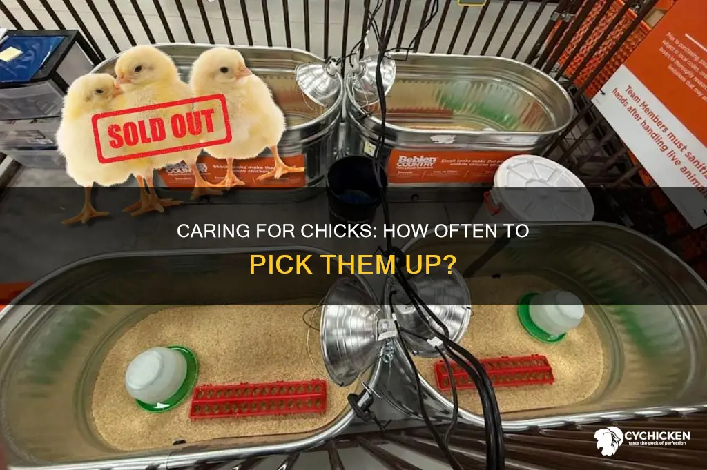 how often should you pick up your new chicks
