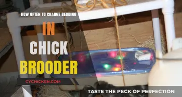 Refreshing Bedding in Chick Brooders: How Often?