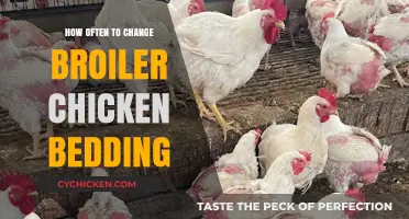 Optimal Broiler Chicken Bedding Change Frequency for Healthy Flock Management