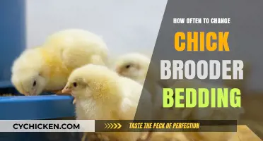 Optimal Brooder Bedding Changes for Healthy Chicks: A Guide