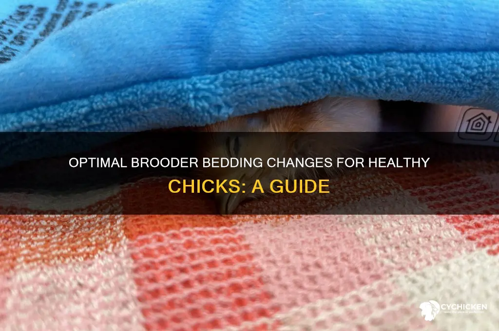 how often to change chick brooder bedding