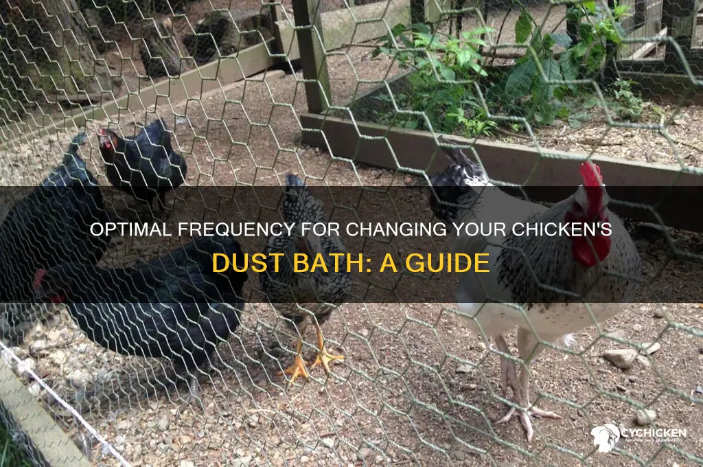 how often to change chicken dust bath