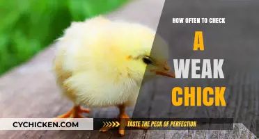Caring for Fragile Chicks: Optimal Monitoring Frequency for Their Well-being