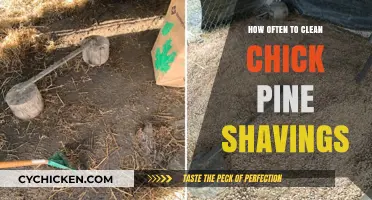 Maintaining Chick Pine Shavings: Optimal Cleaning Frequency for a Healthy Coop