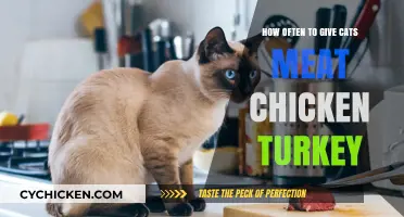 Meat, Chicken, Turkey: How Often Can Cats Eat These?