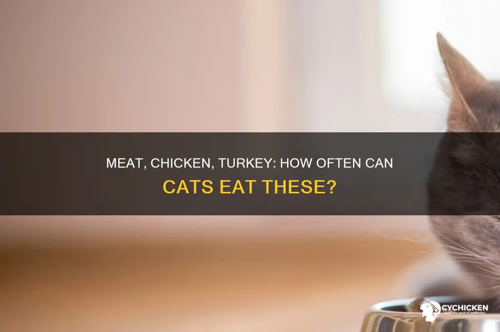 how often to give cats meat chicken turkey
