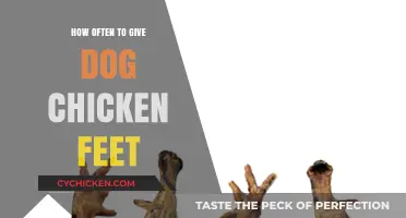 Chicken Feet for Dogs: Frequency and Feeding Tips for Optimal Health