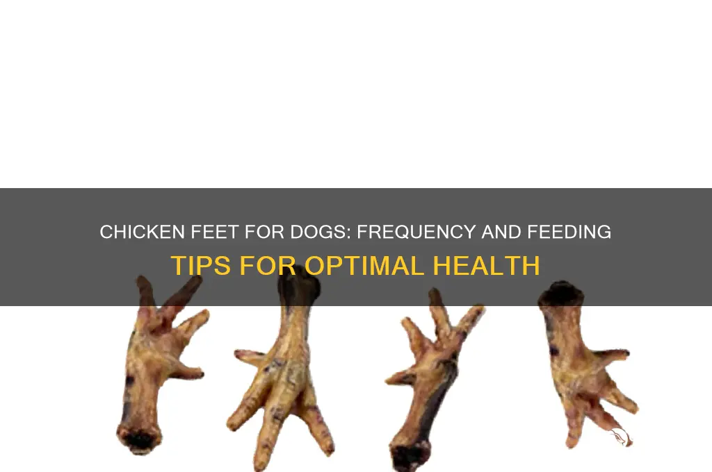 how often to give dog chicken feet
