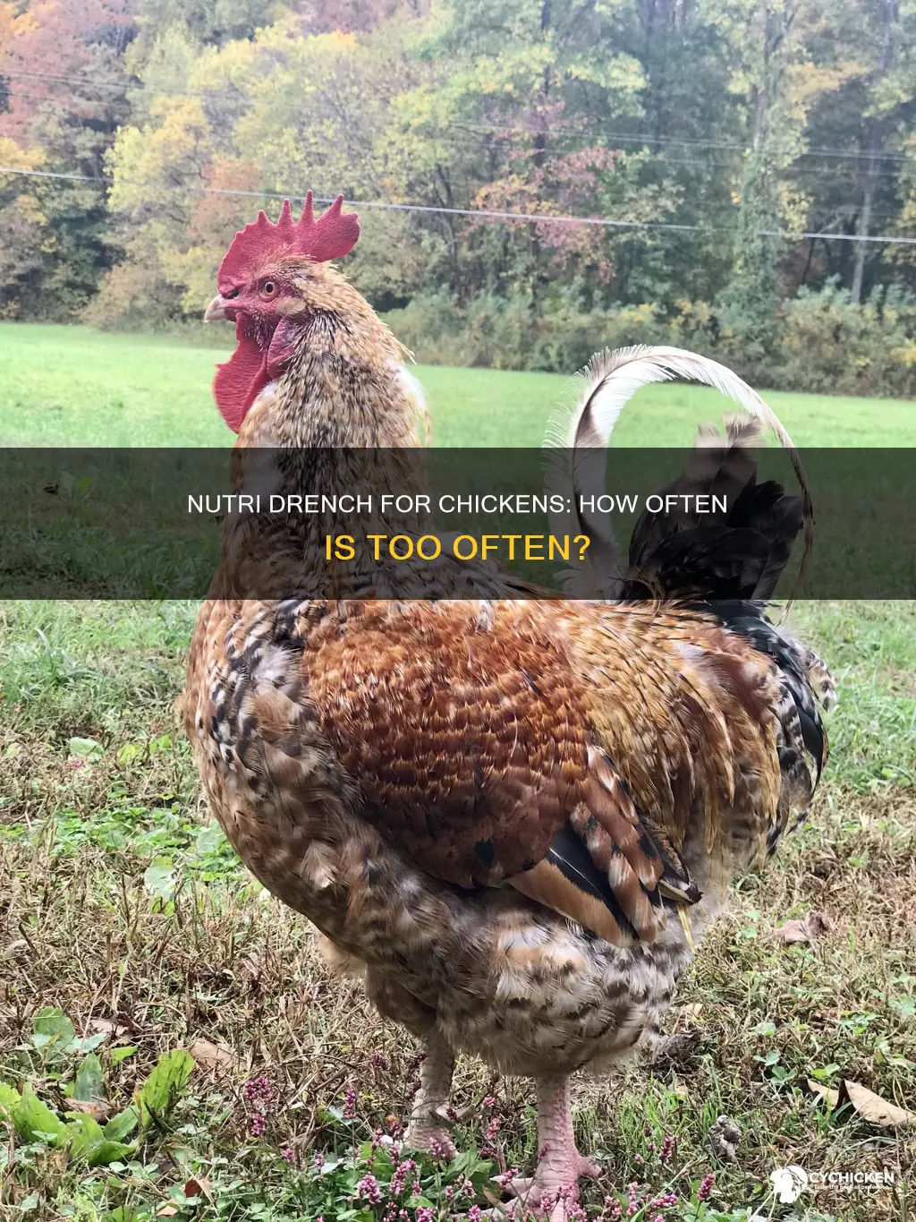 how often to give nutri drench to a chicken