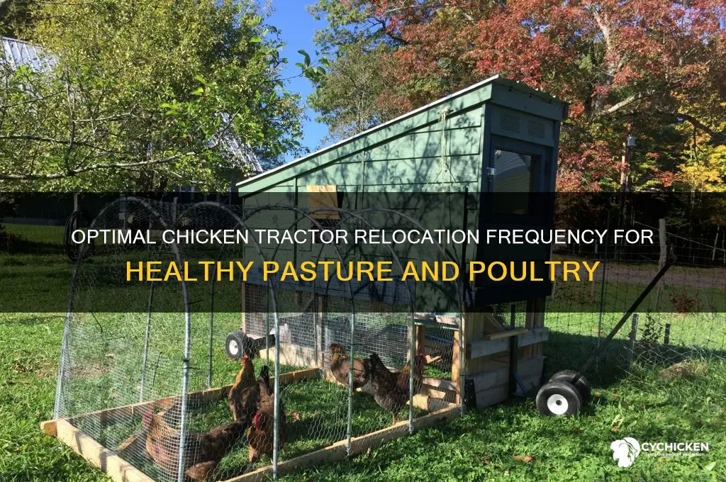 how often to move a chicken tractor