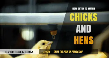 Watering Chicks and Hens: Optimal Frequency for Healthy Growth