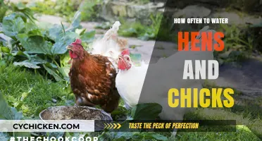 Optimal Watering Schedule for Healthy Hens and Chicks Plants