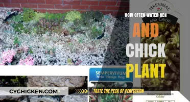 Watering Hen and Chicks: Optimal Frequency for Healthy Succulent Growth