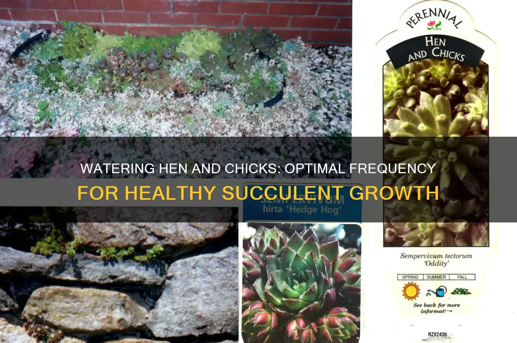 how often water hen and chick plant