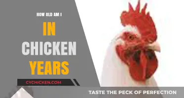 Clucking Curious: Converting Your Age to Chicken Years Explained