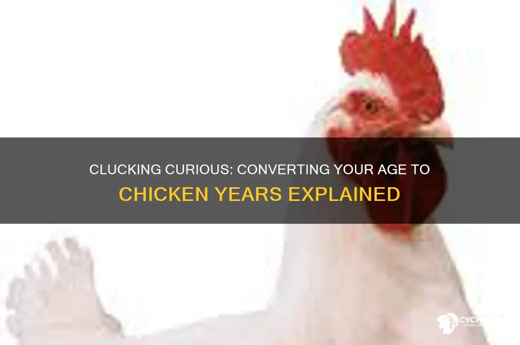 how old am i in chicken years