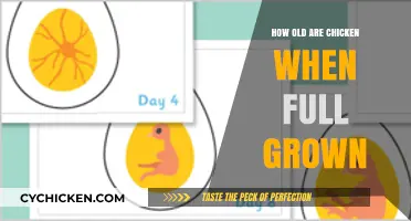 When Do Chickens Reach Full Size? A Growth Timeline