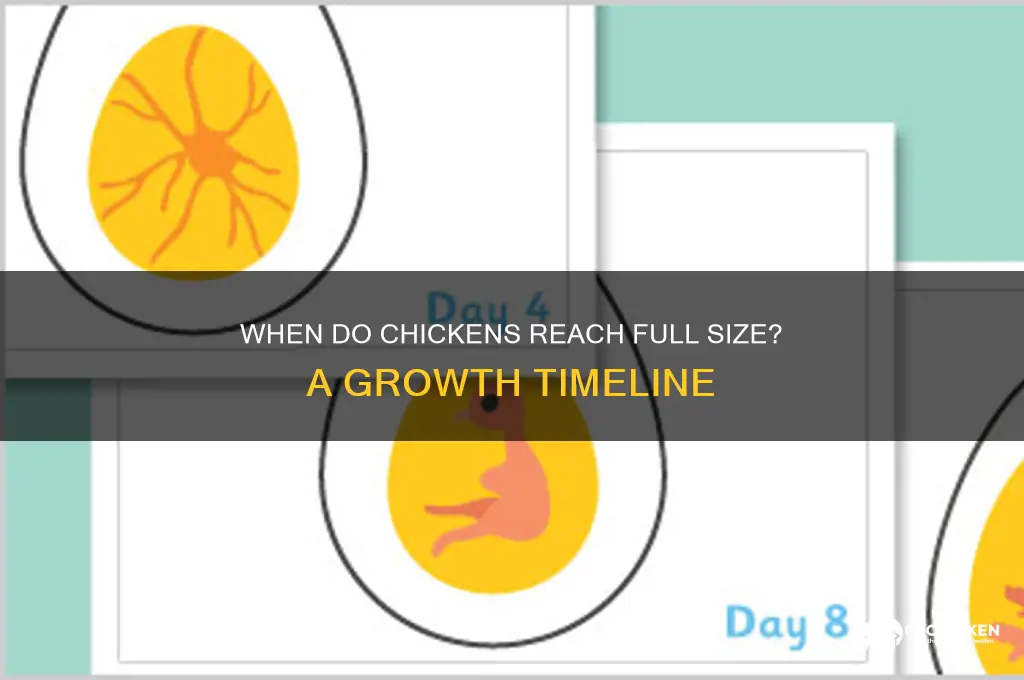how old are chicken when full grown