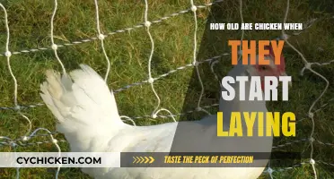 When Do Chickens Start Laying Eggs?